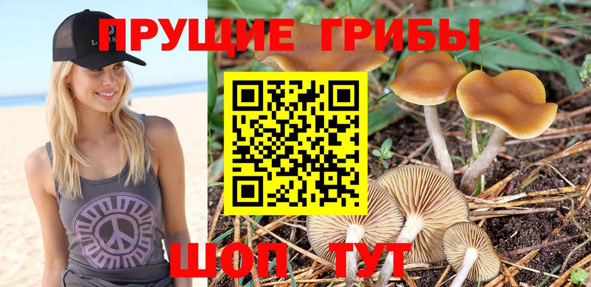 Галлюциногенные грибы прущие грибы  Вход с VPN  Лесной 